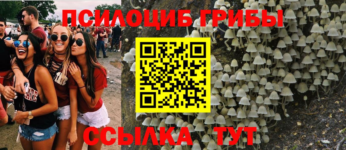 Новоалександровск  наркотики  Вход с VPN  Псилоцибиновые грибы Psilocybe 